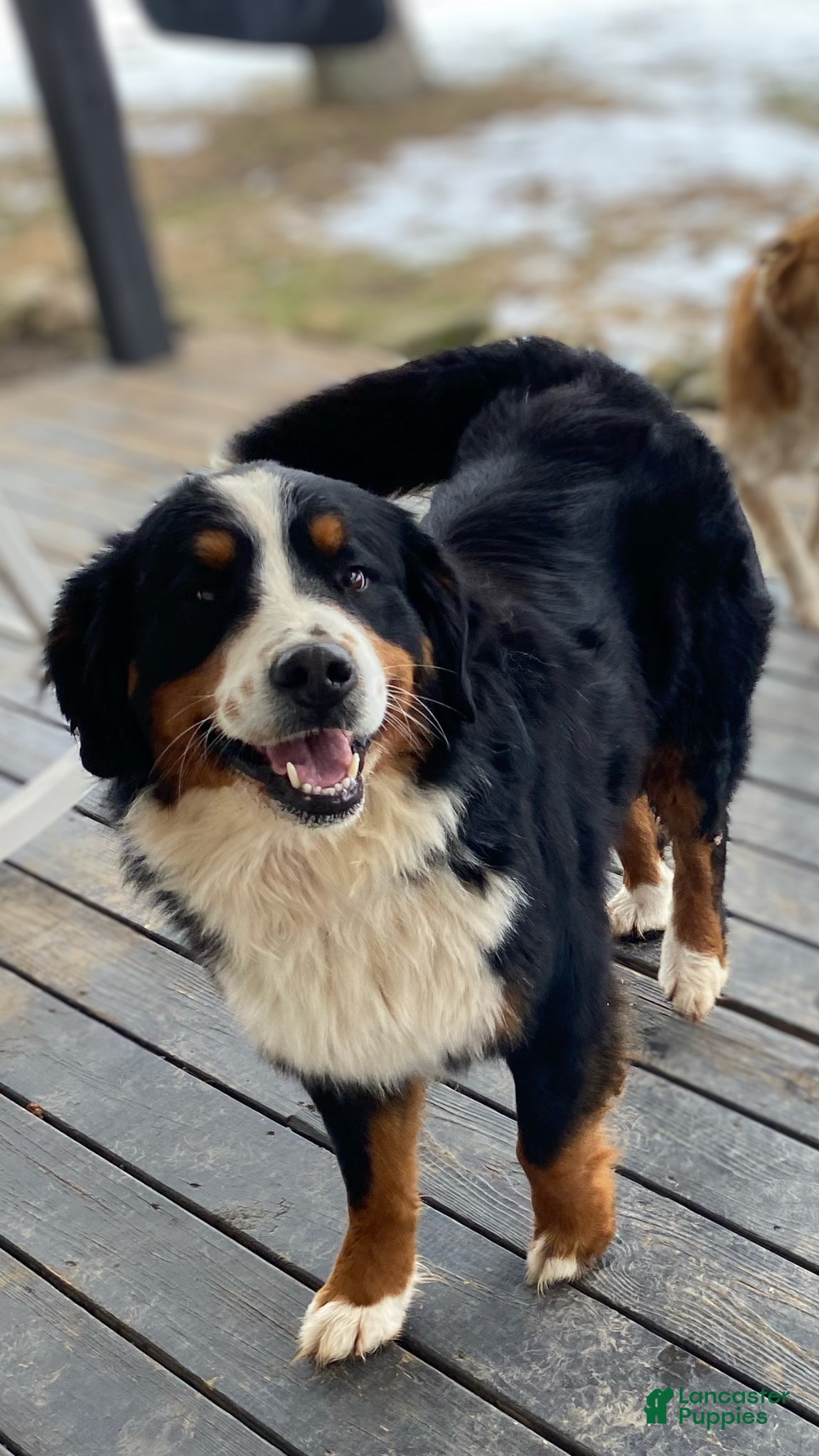 Mixed Breed dogs for sale: ♥️BABY BEAR♥️ - Ad 24