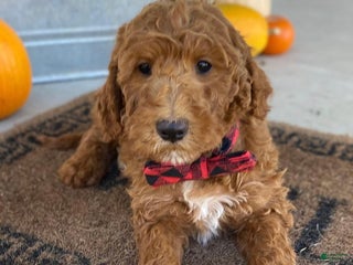 Irish Doodle dogs - Ad 4