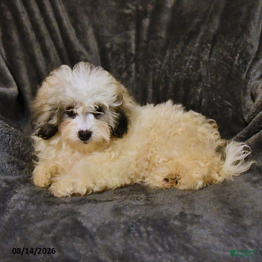 Shihpoo dogs Raine - Ad 2