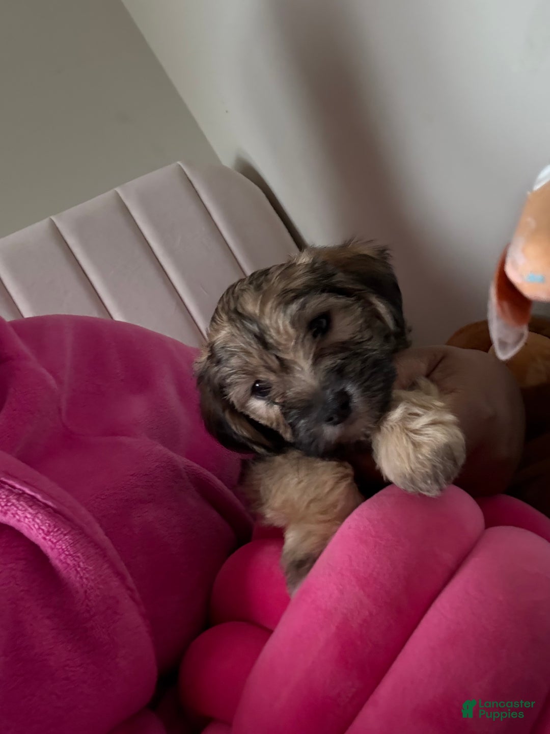 Morkie dogs for sale: Ashton - Ad 4