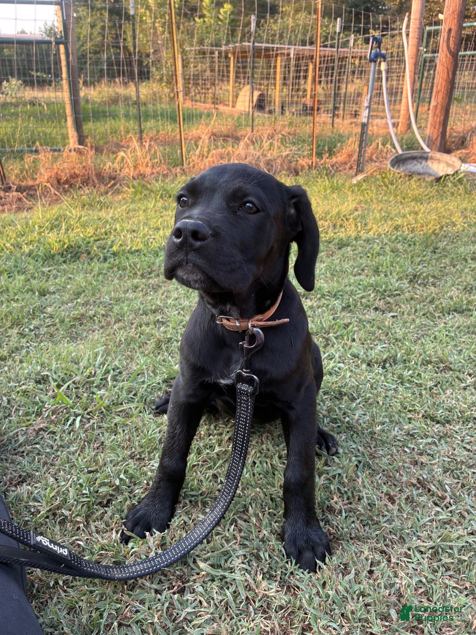 Cane Corso dogs Cane Corso Puppy 5 - Ad 9
