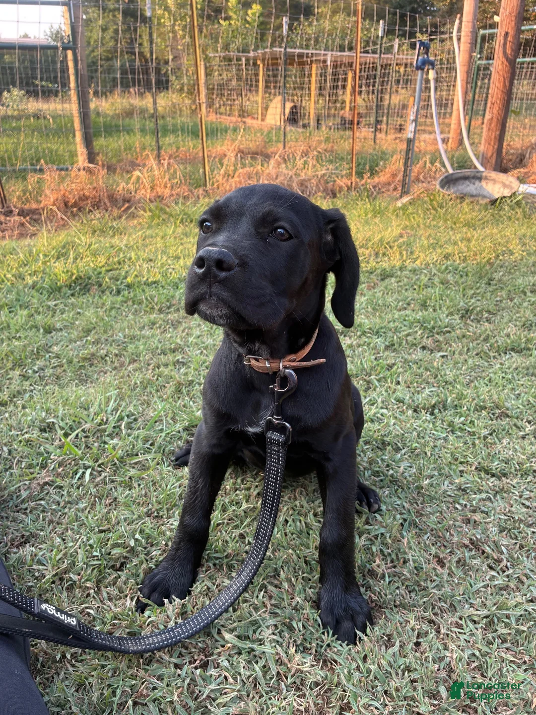 Cane Corso dogs for sale: Cane Corso Puppy 5 - Ad 1
