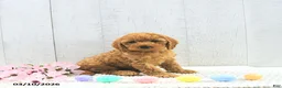 Mini Goldendoodle dogs for sale: Xavier - Ad 10