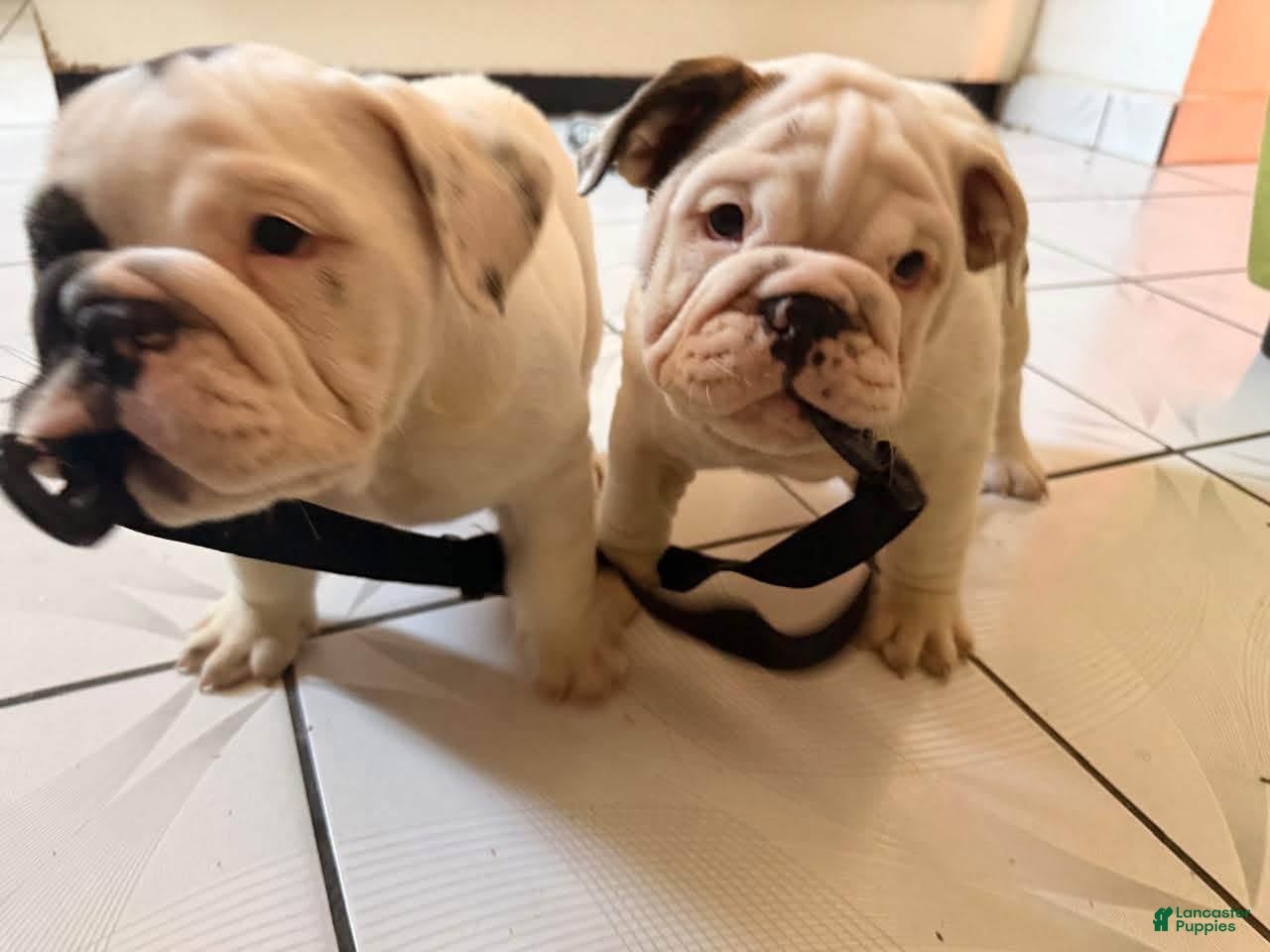 English Bulldog dogs English Bulldog 2 - Ad 1