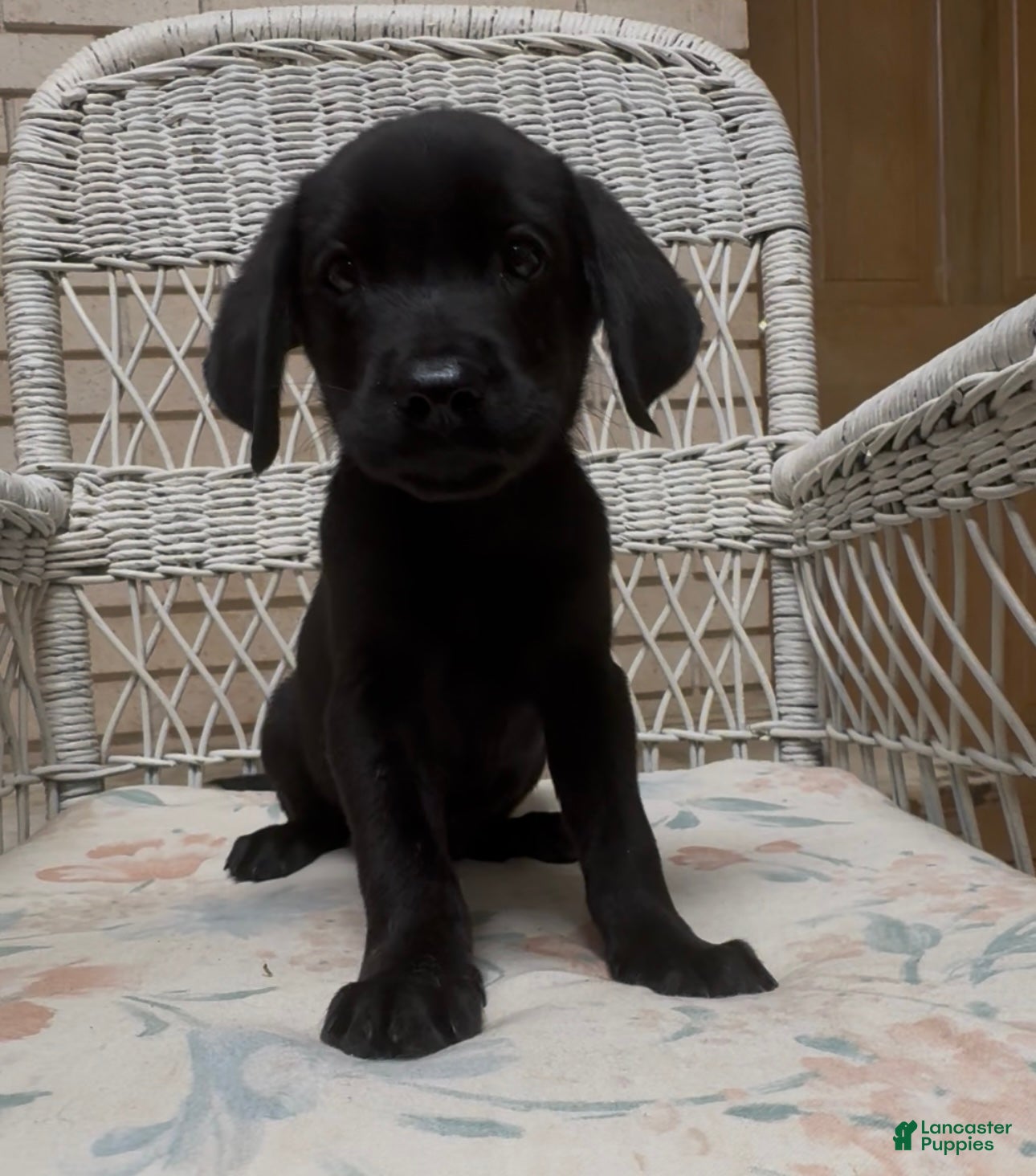 Labrador Retriever dogs for sale: Labrador Retriever Jackie - Ad 50