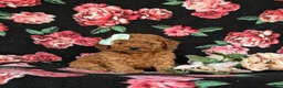 Miniature Poodle dogs for sale: Stephie - Ad 3