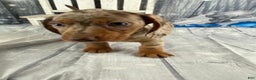 Miniature Dachshund dogs for sale: Billy - Ad 3