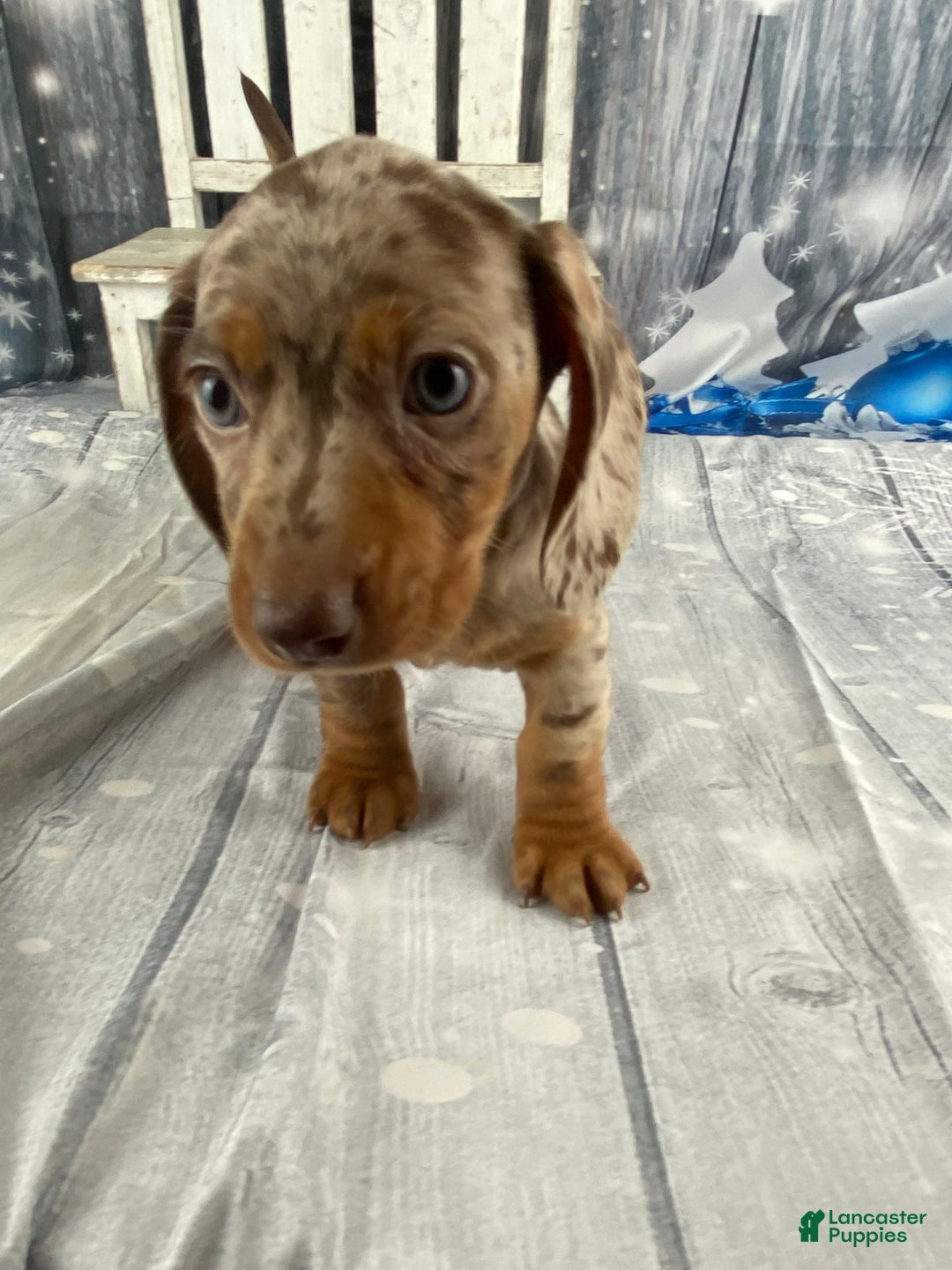 Miniature Dachshund dogs for sale: Billy - Ad 3