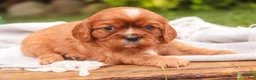 Cavalier King Charles Spaniel dogs for sale: Florie Cavalier King Charles Spaniel  - Ad 6