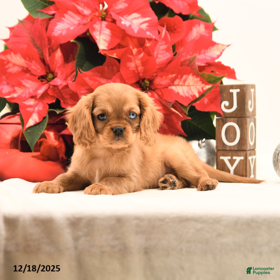 Cavalier King Charles Spaniel dogs for sale: Jake - Ad 3