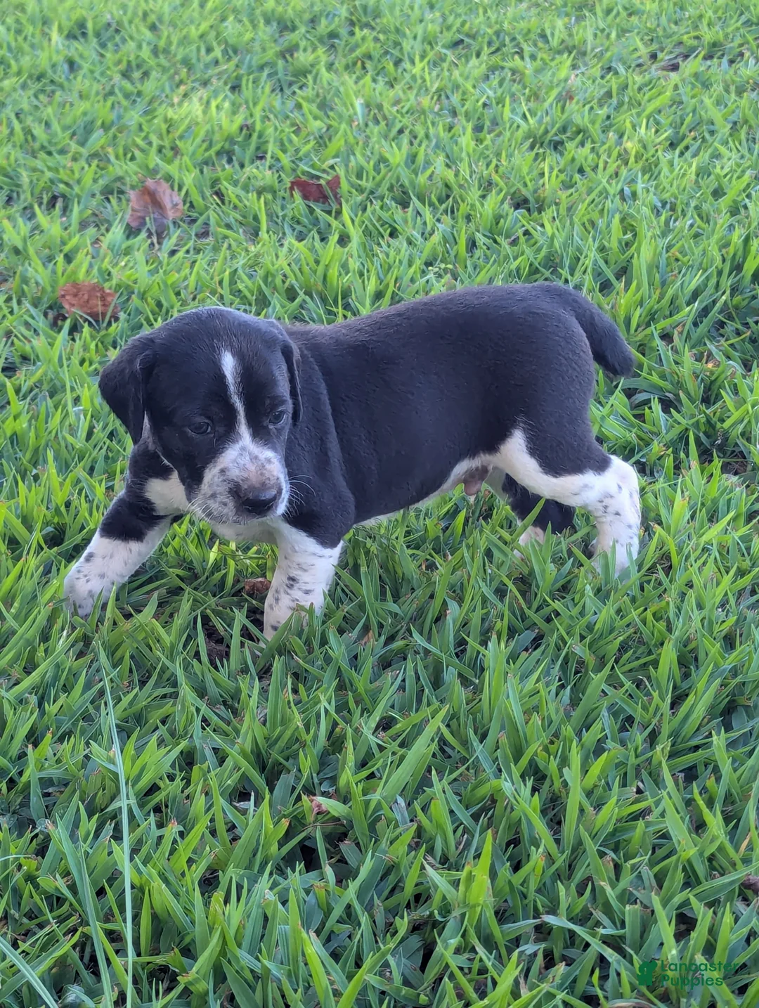 Mixed Breed dogs for sale: Mixed Breed 1 - Ad 1