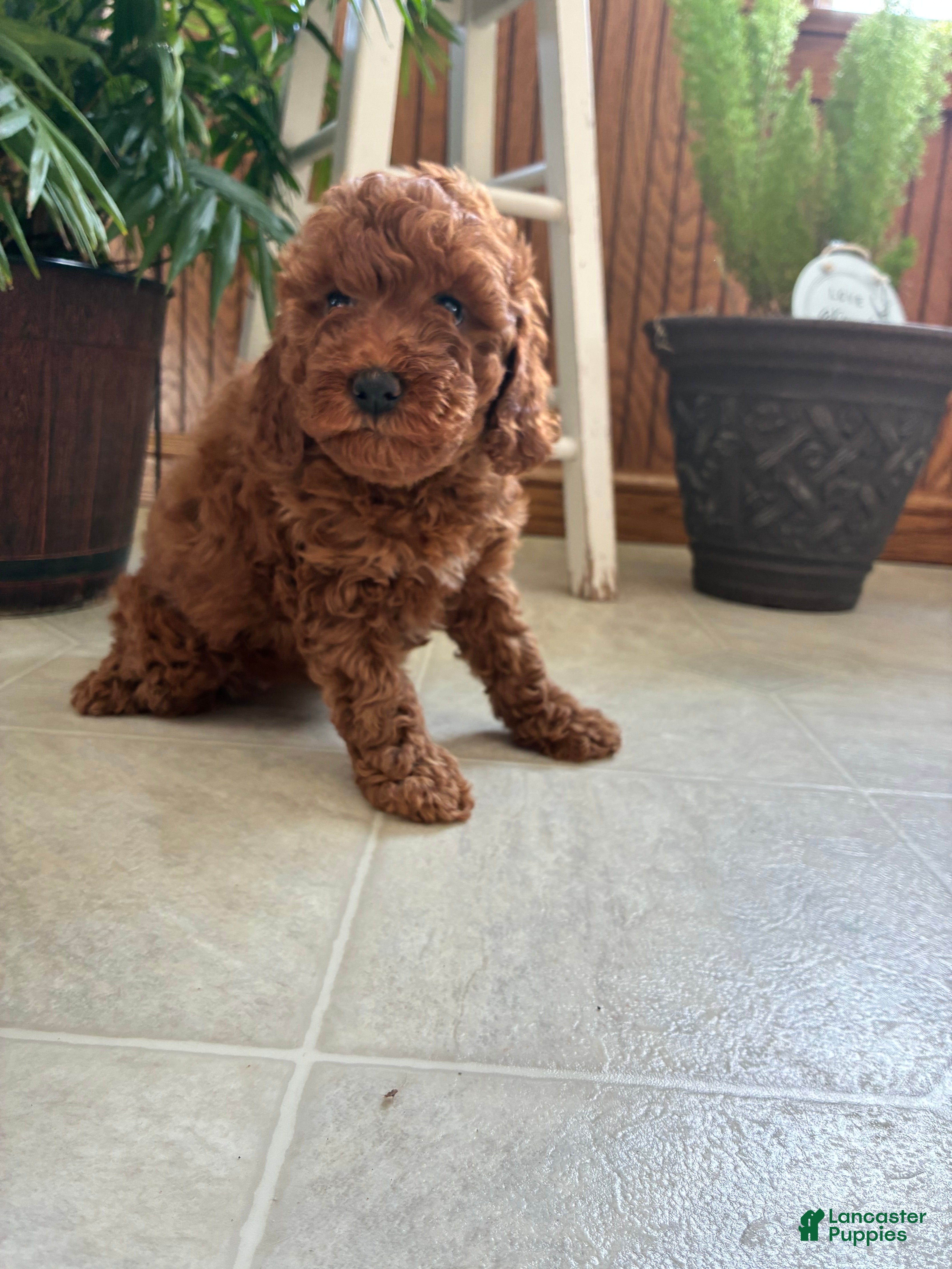 Mini Goldendoodle dogs Daisy - Ad 42