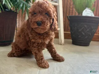 Mini Goldendoodle dogs Daisy - Ad 23