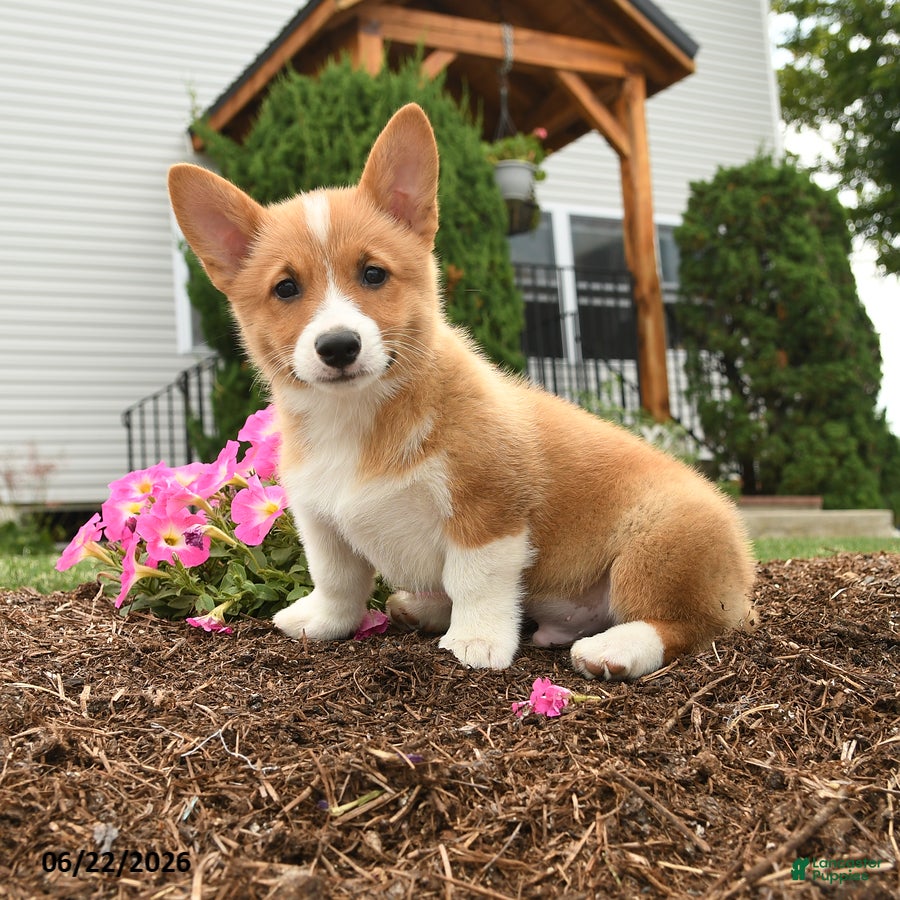 Welsh Corgi Pembroke dogs Pogo - Ad 1