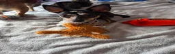 Chihuahua dogs for sale: Chihuahua 1 ready to go tomorrow  - Ad 6