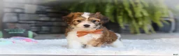 Cavachon dogs for sale: Braxton - Ad 5