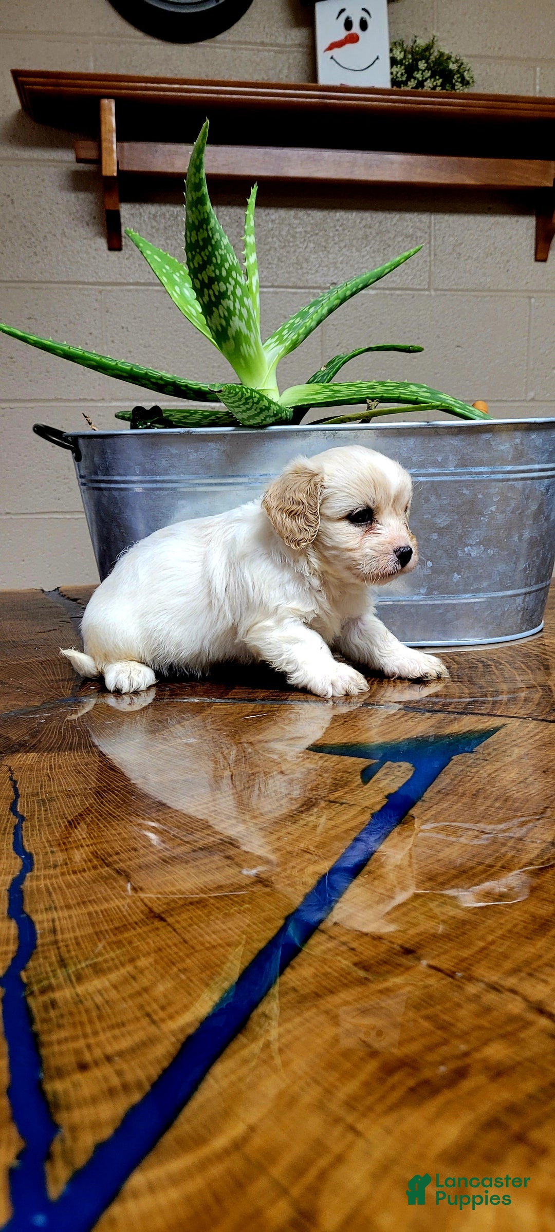 Cavachon dogs for sale: Chloe - Ad 3