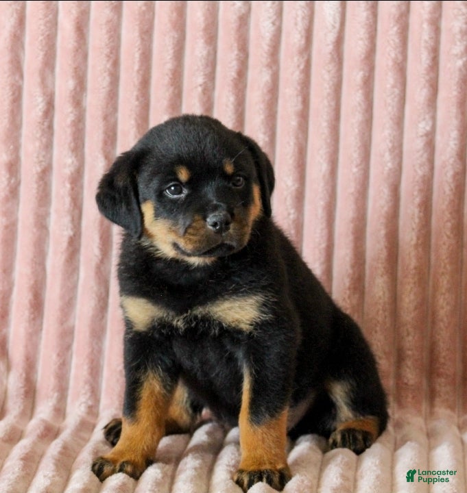 Rottweiler dogs Cleo - Ad 10