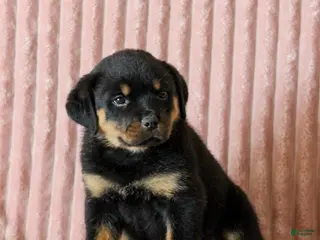 Rottweiler dogs Cleo - Ad 10