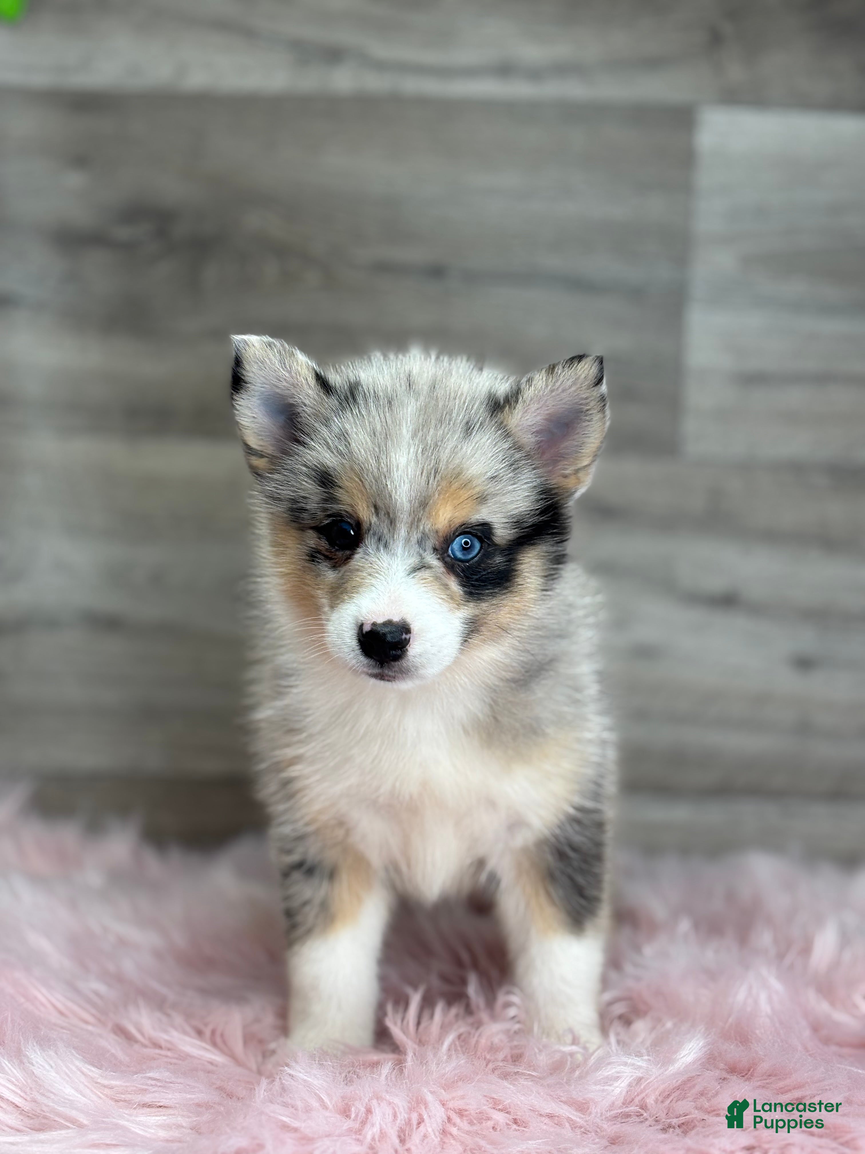 Pomsky dogs Emily - Ad 2