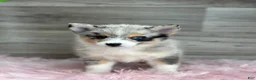 Pomsky dogs for sale: Emily - Ad 2