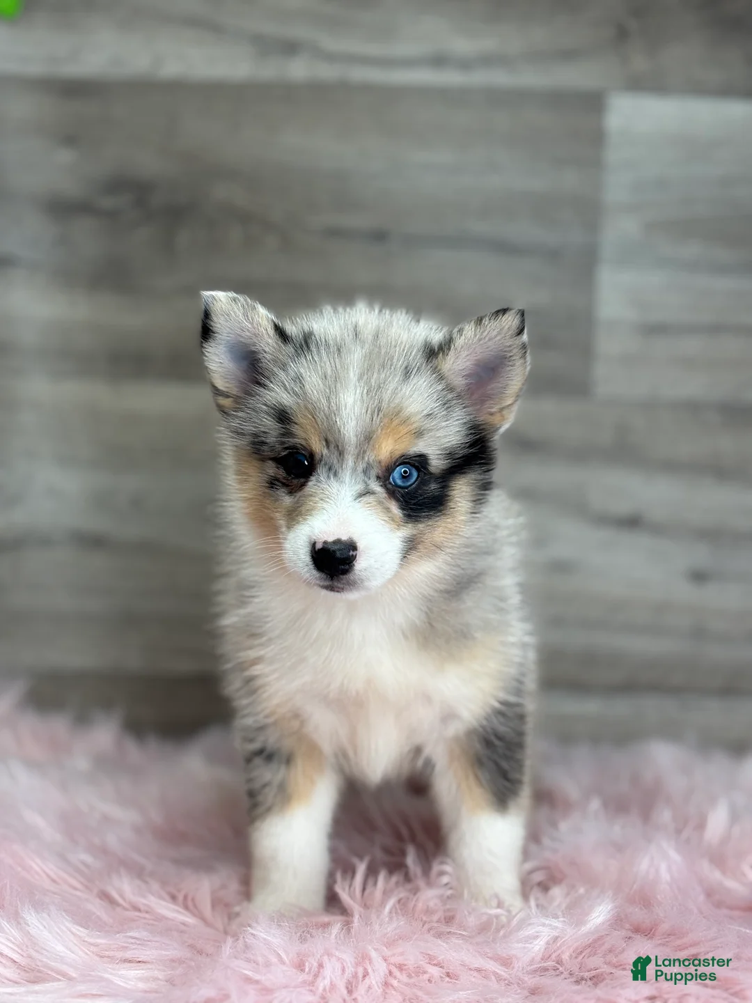 Pomsky dogs for sale: Emily - Ad 2