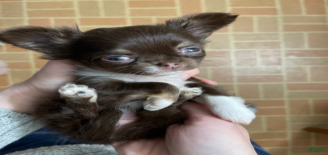 Gallery Image {{count}}