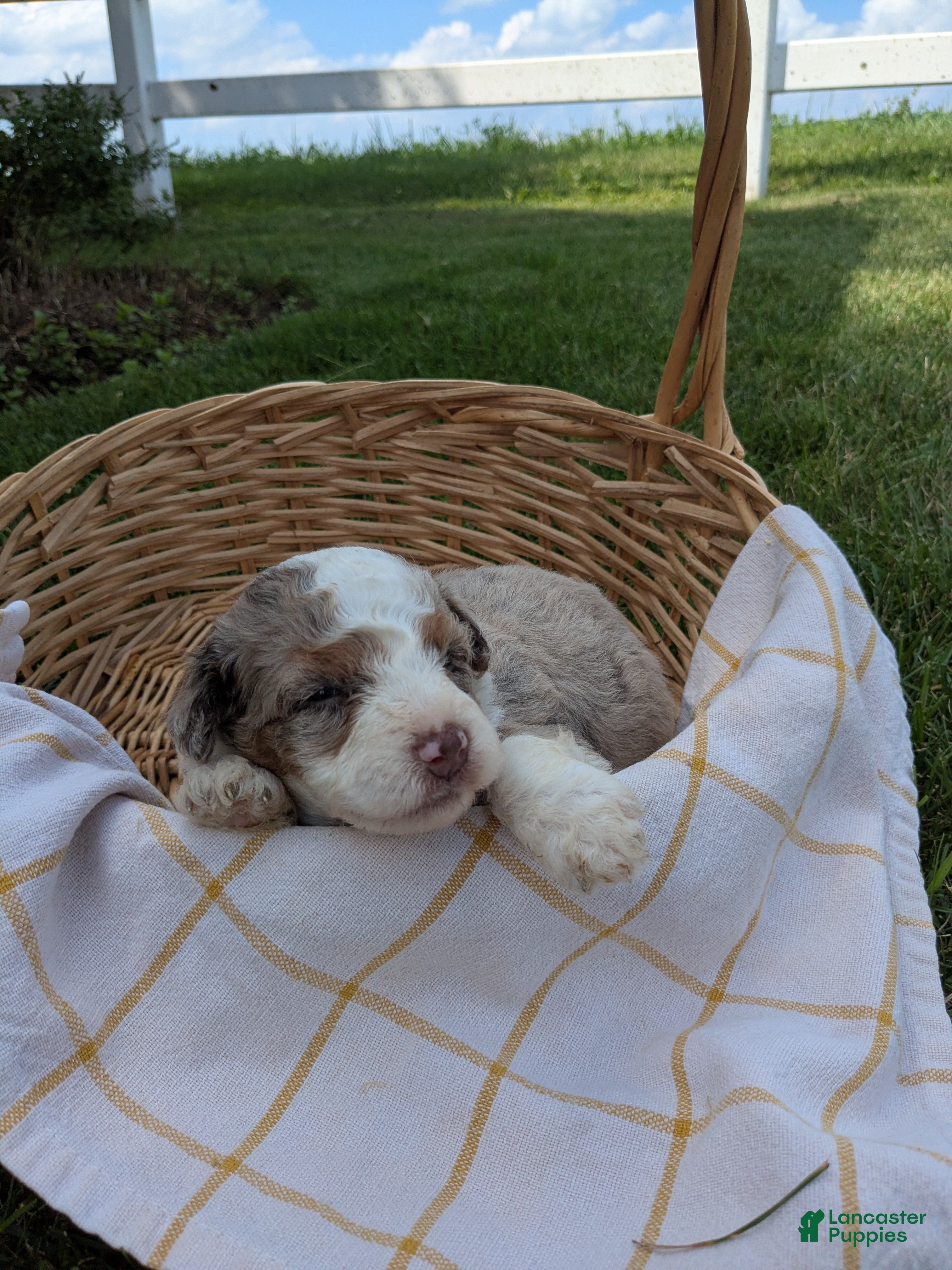 Bernedoodle dogs Amber - Ad 2