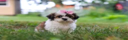Shih Tzu dogs for sale: Summer - Ad 5