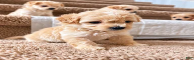 Meet Kiwi — Sweet Little Maltipoo