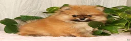 Pomeranian dogs for sale: Cinnamon - Ad 4