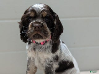 Cocker Spaniel dogs Valentina - Ad 33