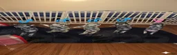 Miniature Schnauzer dogs for sale: Miniature Schnauzer Puppy 5 - Ad 1