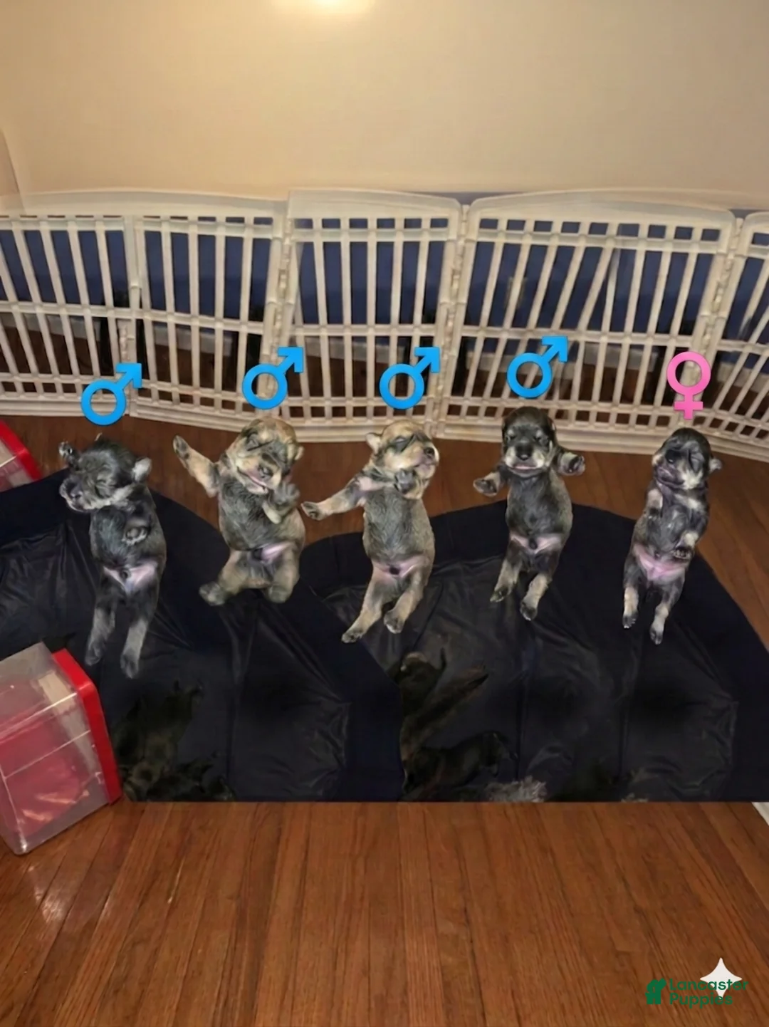 Miniature Schnauzer dogs for sale: Miniature Schnauzer Puppy 5 - Ad 1