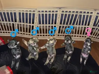 Miniature Schnauzer dogs for sale: Miniature Schnauzer Puppy 5 - Ad 2