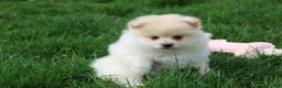Pomeranian dogs for sale: Koda  - Ad 10