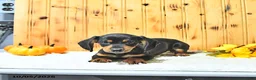 Miniature Dachshund dogs for sale: Tucker - Ad 5