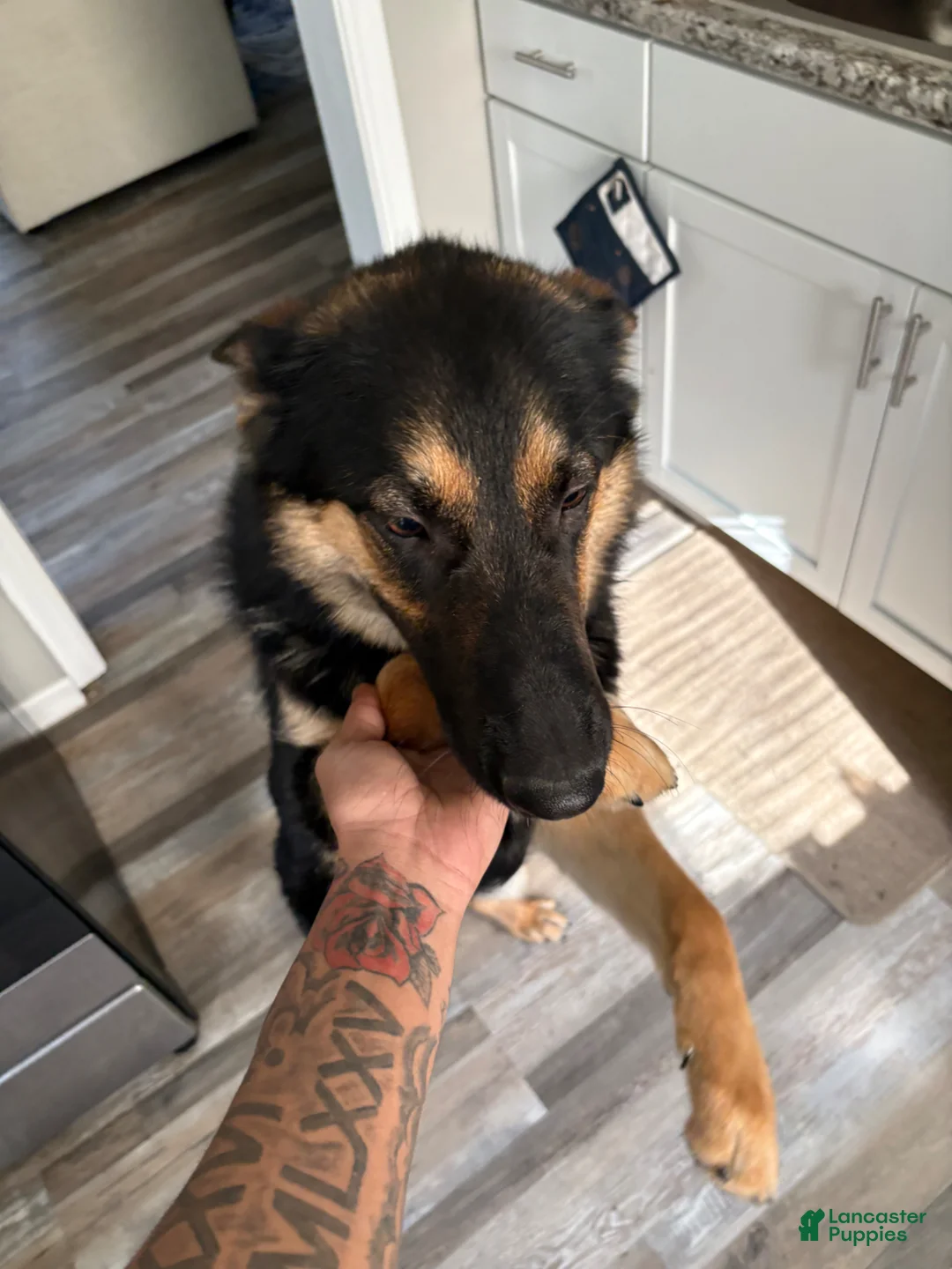 German Shepherd dogs for sale: German Shepherd Puppy 1 - Ad 2