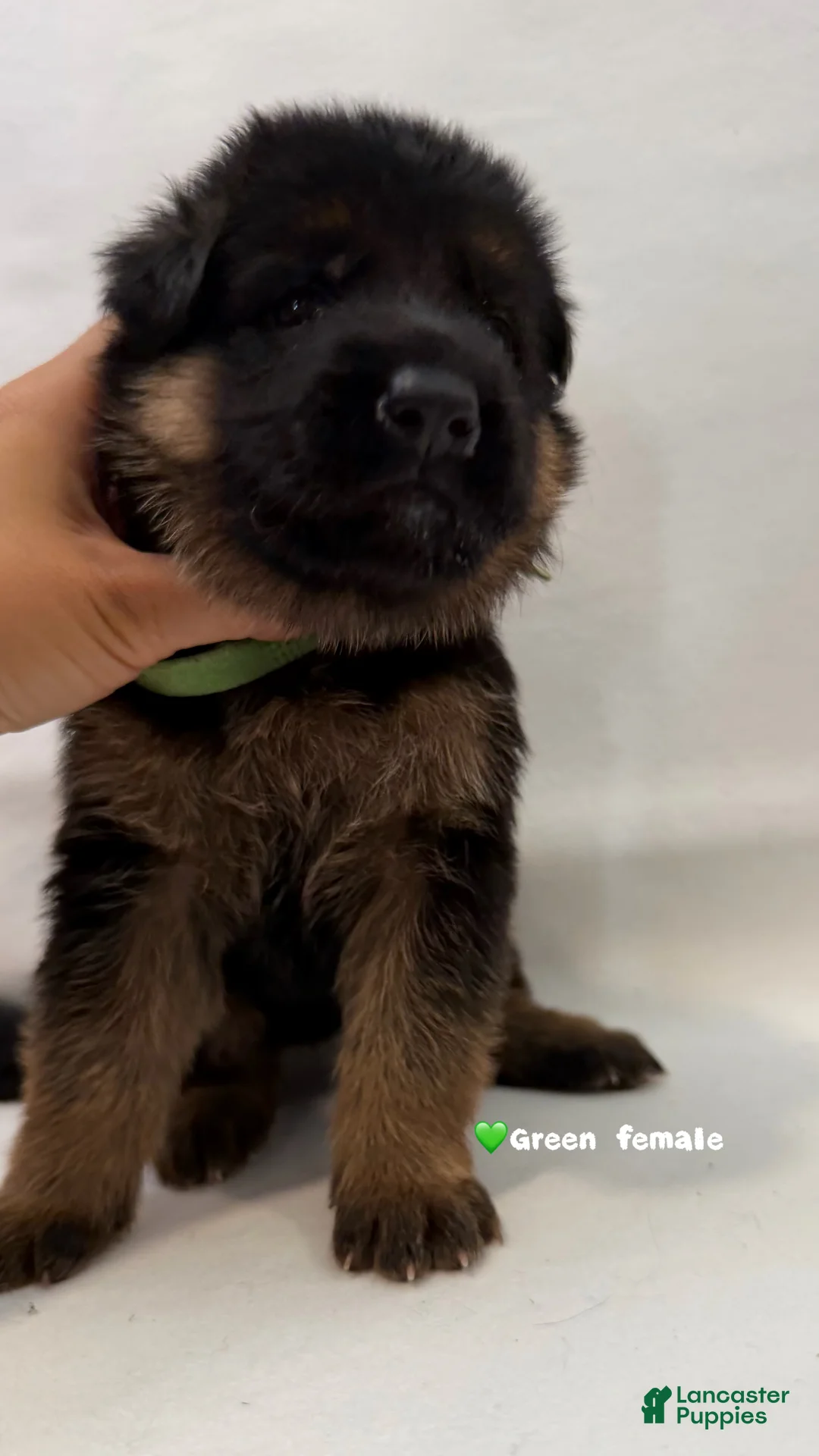 German Shepherd dogs for sale: green - Ad 2
