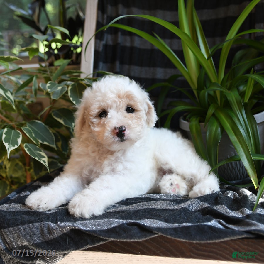 Bichpoo dogs Birdie - Ad 2