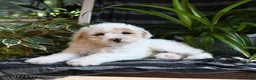 Bichpoo dogs for sale: Birdie - Ad 2