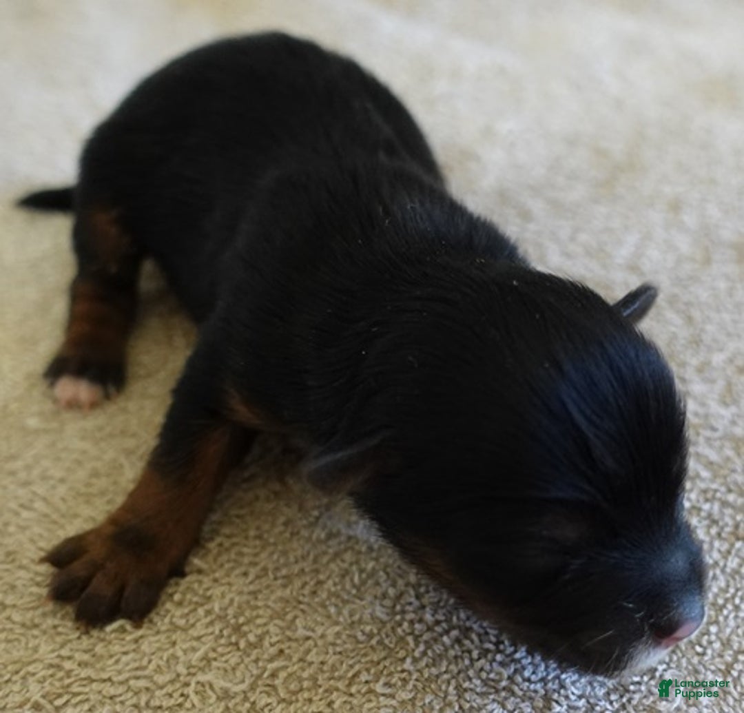 Yorkshire Terrier dogs for sale: Zephyr solid black face - Ad 6