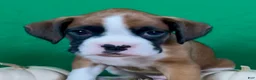 Boxer dogs for sale: Boxer 2 - Ad 3