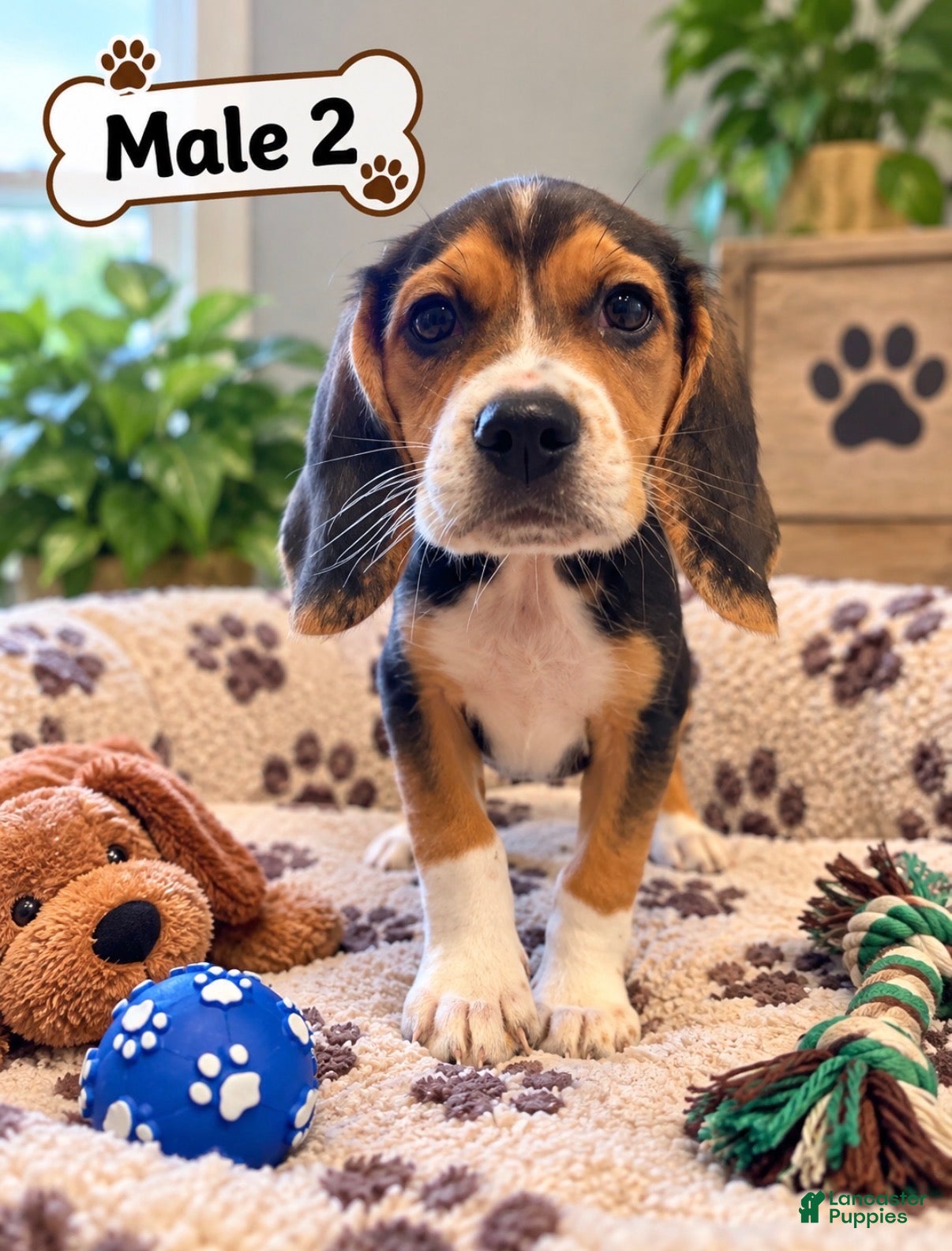 Beagle dogs Benny - Ad 2