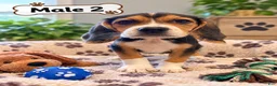 Beagle dogs for sale: Benny - Ad 2