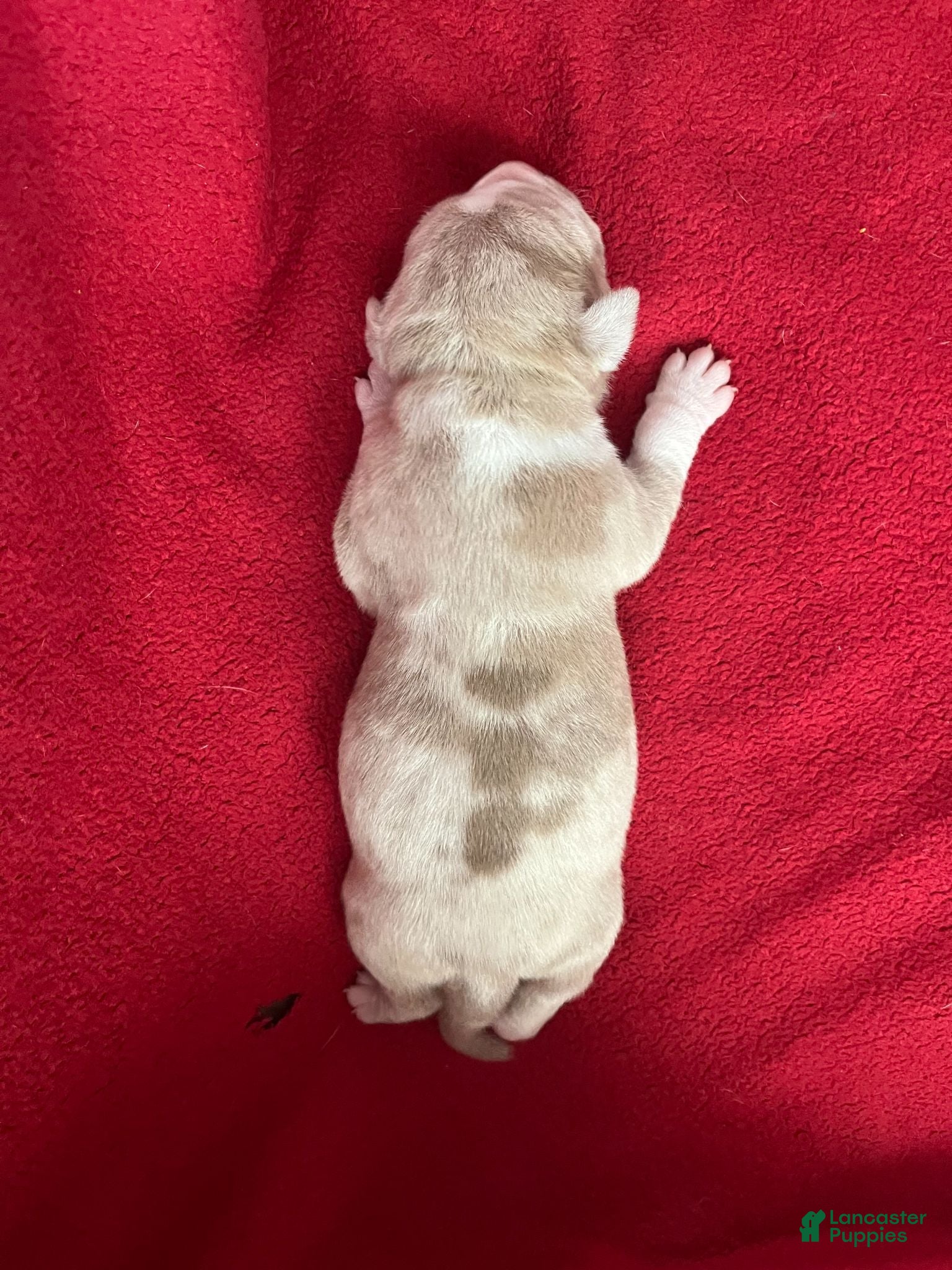 American Bully dogs American Bully 1 - Ad 32