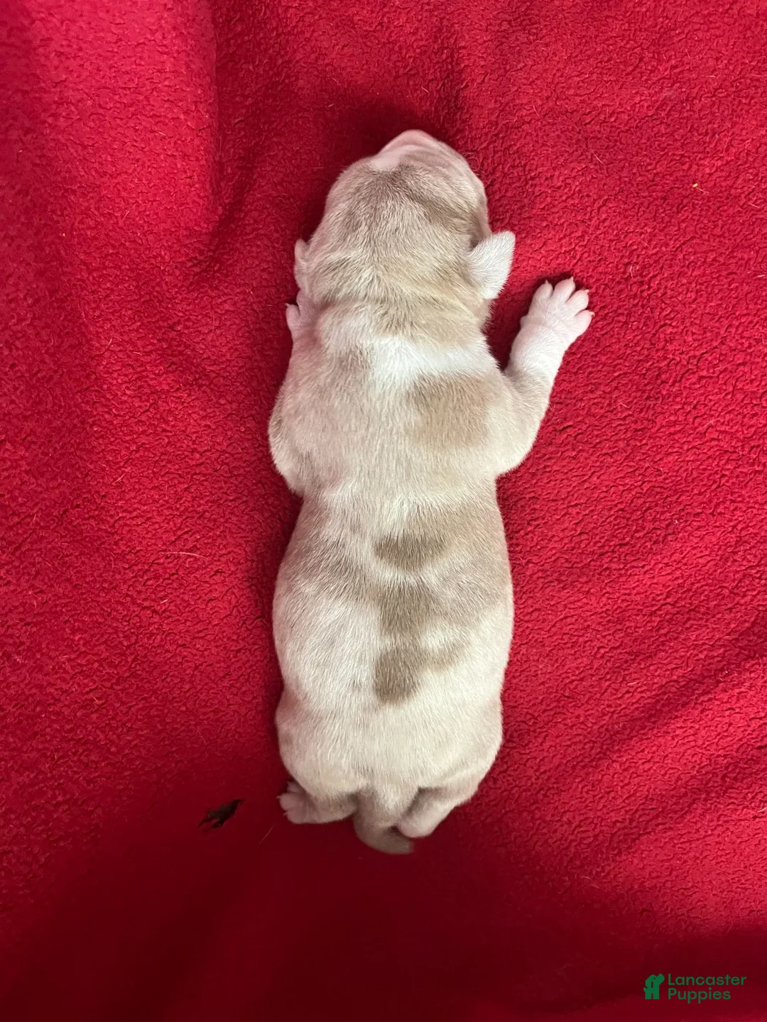 American Bully dogs for sale: American Bully 1 - Ad 1