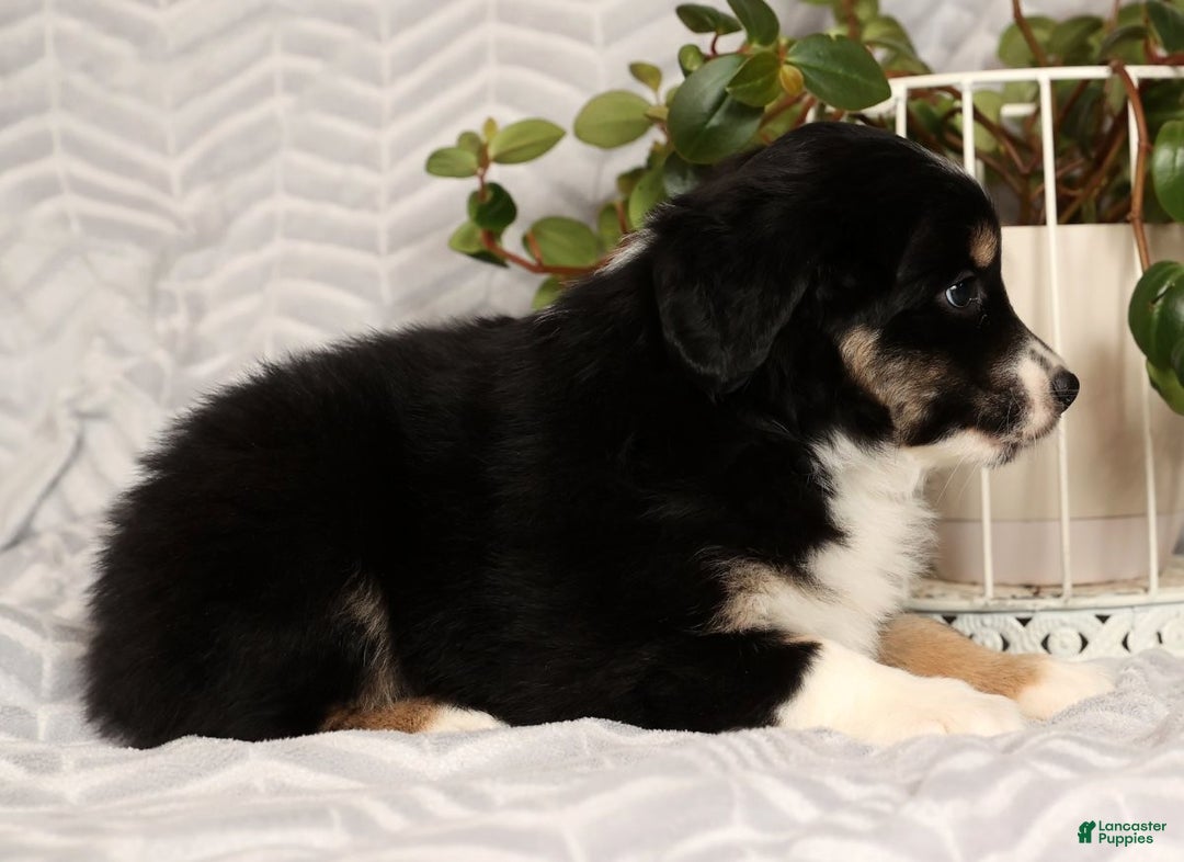 Miniature Australian Shepherd dogs for sale: Jackson - Ad 5