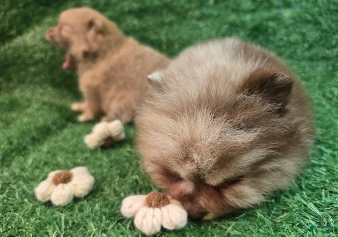 Pomeranian dogs for sale: Naya - Ad 3