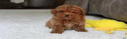Toy Poodle dogs for sale: Tucker - Ad 8